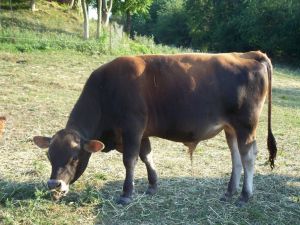 Ordu’da Süt Verimi Düştü