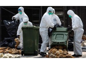Kuş Gribi Paniği Büyüyor