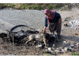 Konya’da Köpek Katliamı