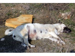 Konya’da Köpek Katliamı