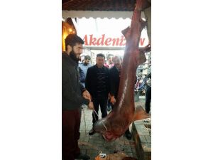 Köpek Balığı Ağlara Takıldı