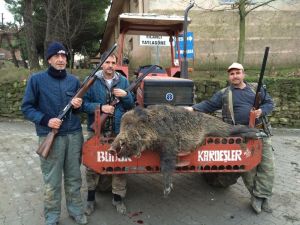 Köye İnen Yabani Domuz Tüfekle Vuruldu