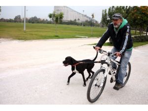 Köpeğine Eziyet Değil Antrenman Yaptırmış