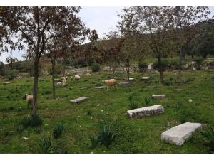 Yahudi Mezarlığında Koyunlar Otluyor