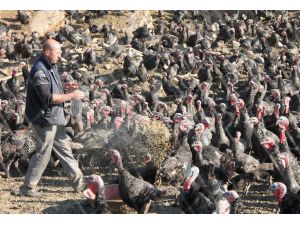 Yılbaşına Günler Kala Hindiler Satışa Çıktı
