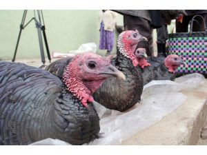 Eflani Hindileri Görücüye Çıktı