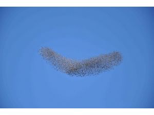 Kuşların Gökyüzündeki Dansı Büyüledi