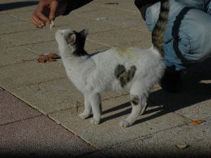 Kalpleri Tüylerine İşlenmiş Kediler