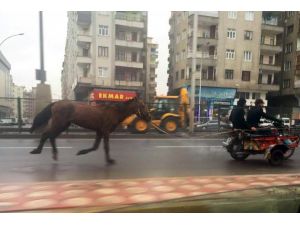 Diyarbakır’da Hayvana Eziyet