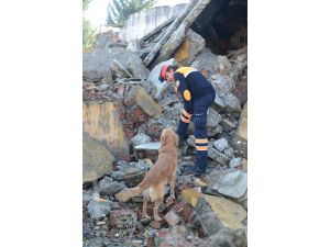 Sokaklardan Kurtulup Arama-kurtarma Köpeği Oldular
