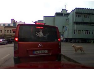 Köpek Yolcu Olursa :)