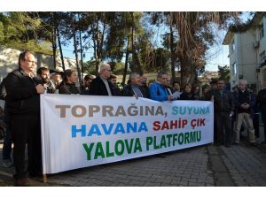 Yalovada Yeni Bir Ağaç Katliamına Tepki