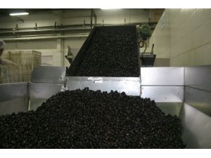 Zeytinyağı Patronundan Rahatlatan Açıklama