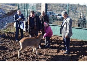 Melek, Çarlisiyle Buluştu