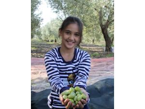 Zeytinyağı Üreticiyi Sevindirdi, Vatandaşı Üzdü