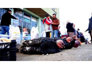 Hindi Ve Horoz Fiyatları El Yakıyor