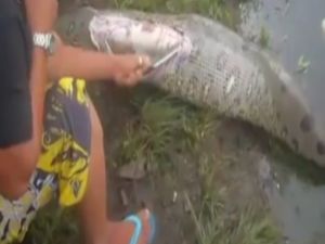 Yılanı Deşip Karnından Timsah Çıkardılar