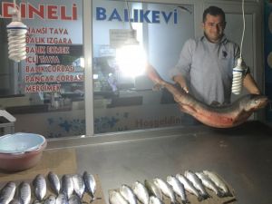 Köpek Balığı Ordu’da
