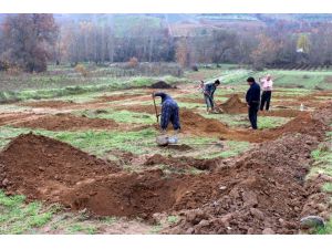 Üzümde Fiyat Düşüklüğü Çiftçileri Cevize Yöneltti