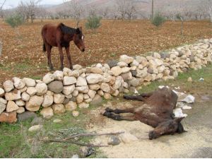 Telef Olan Atın Yavrusu, Annesinin Başından Ayrılmadı
