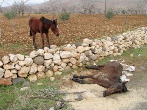Anneye Acı Bakış