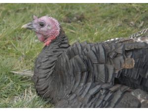Yılbaşı Sofralarınız Hindisiz Kalabilir