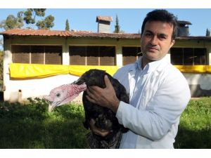 Hindi Eti Kırmızı Ete Alternatif Olabilir