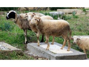 Bu Mezarda Atalarım Yatıyor!