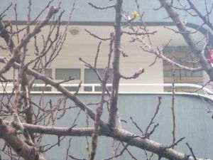 Bilecik Çiftçisinde ‘Yalancı Bahar’ Endişesi’