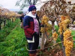 Üzüm Sezonunu Pasta Keserek Tamamladı