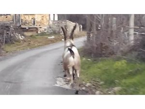 Yabani Dağ Keçisi Köy Merkezine İndi