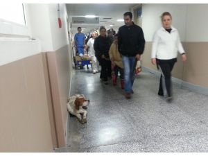 (Özel Haber) Sokak Köpeğinin Barınağı Üniversite Hastanesi Koridoru