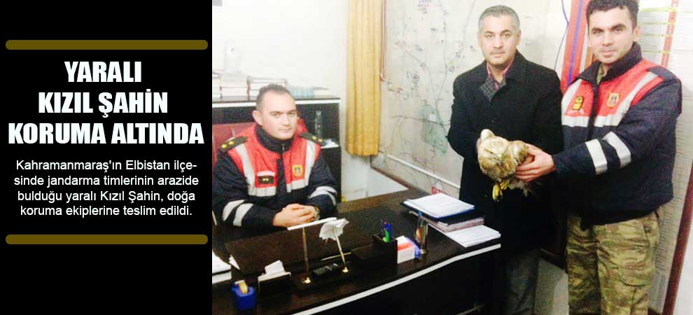 Yaralı Kızıl Şahin Koruma Altında