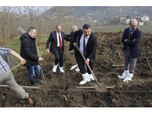 Fındık Bahçelerinde Devlet Eliyle Söküm