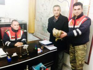 Yaralı Kızıl Şahin Koruma Altında
