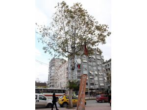 Ağaçtaki Türk Bayrağı Sahipsiz Kaldı