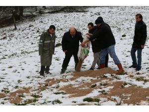 (Özel Haber) Geyikler İçin Belgrat Ormanı’na Yem Bırakıldı