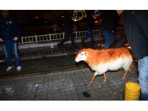 İstiklal Caddesindeki Yeni Yıl Coşkusuna Taksime Koyunuyla Katıldı