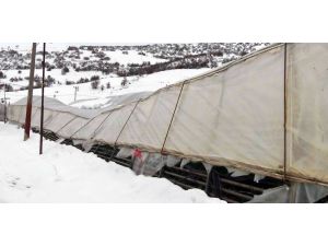 Yoğun Kar Yağışı Seraları Yıktı