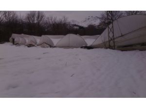 Seraların Çökmesi İle Ürünü Karın Altında Kalan Çiftçiden Yardım Çağrısı