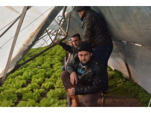 Akhisar Ovasında Çiftçi Mağdur