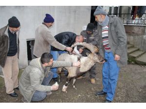 Yaralı Yaban Keçisinin Tedavisi Devam Ediyor