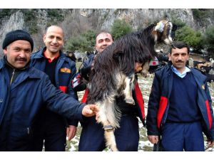 Dağda Mahsur Kalan Keçileri İtfaiye Kurtardı