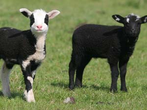 Küçükbaş Hayvan Hırsızlığı