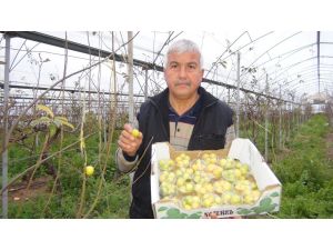 Silifkede Kış Vakti Can Eriği Hasadı Yapıldı