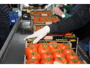 (Özel Haber) Antalya Halinde Kış Mesaisi