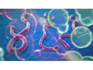 Kıbrıs Rum Kesiminde Ebola Alarmı