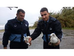 Balık Ağlarına Takılan Martıyı Zabıta Kurtardı