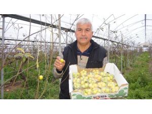 5 Kilo Erik İstanbul Yolcusu