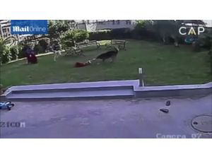 Alman Köpeği Çocuğa Böyle Saldırdı